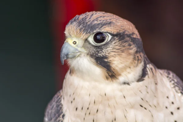 Falco tinnunculus hoofd — Stockfoto