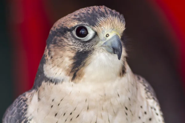 Falco tinnunculus head — Stock Photo, Image