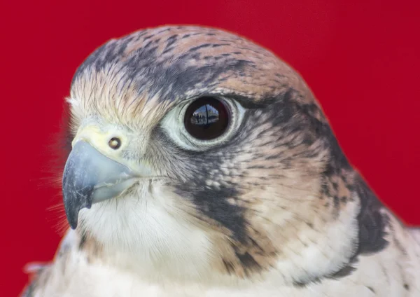 Falco tinnunculus head — Stock Photo, Image