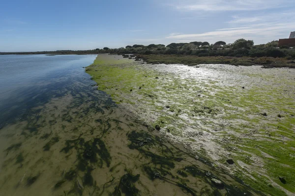 Orilla del río cerca de la desembocadura del mar — Foto de Stock