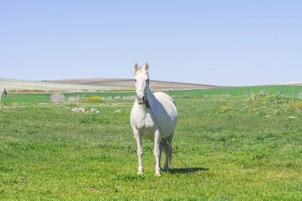 Cheval blanc à la campagne — Photo