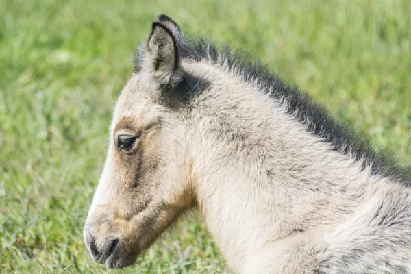 Head foal in freedom — Stock Photo, Image