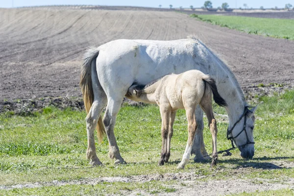 Poulain allaiter sa mère pâturage — Photo