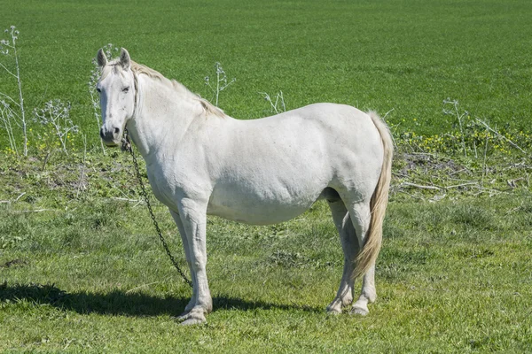 Biały koń na wsi — Zdjęcie stockowe