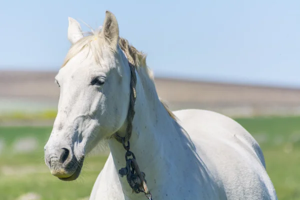 Cheval blanc à la campagne — Photo