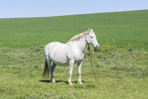 Biały koń na wsi — Zdjęcie stockowe