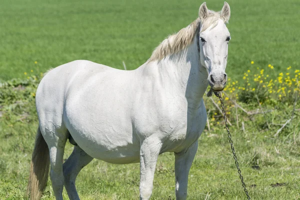 Witte paard op het platteland — Stockfoto