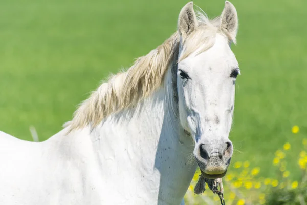 Bílý kůň v přírodě — Stock fotografie