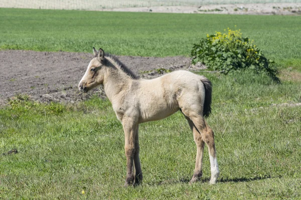 Darmowe colt na wsi — Zdjęcie stockowe