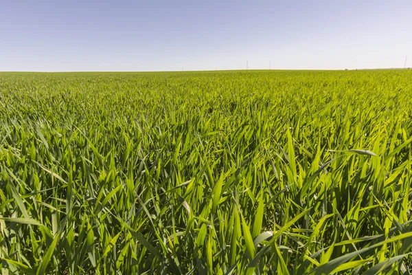 Ladang gandum hijau tumbuh — Stok Foto