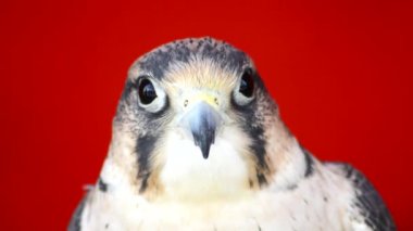 Falco tinnunculus kafa gri benekli