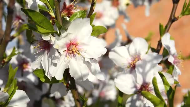 Floración de almendras en primavera — Vídeo de stock