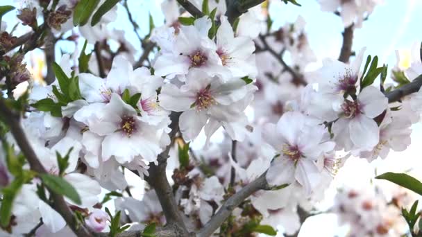 Floración de almendras en primavera — Vídeos de Stock