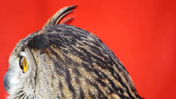 El búho águila euroasiático (Bubo bubo ) — Vídeos de Stock