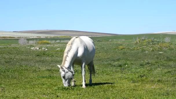 Caballo blanco en el campo — Vídeo de stock