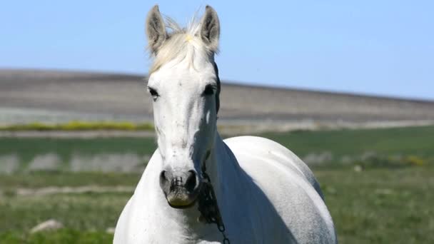 Caballo blanco en el campo — Vídeo de stock