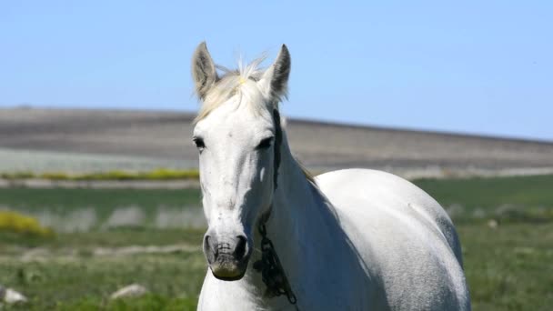 Witte paard op het platteland — Stockvideo