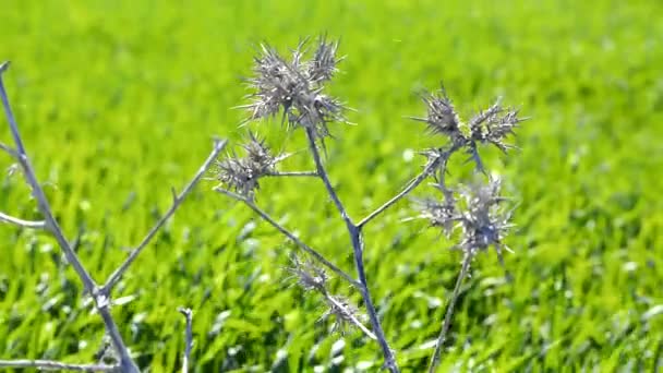 Trockene Distel bewegt sich im Wind — Stockvideo