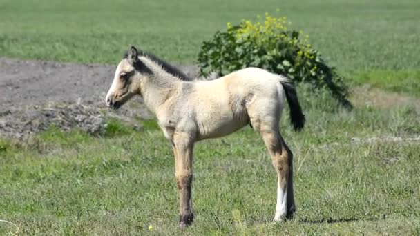 Kırsal kesimde ücretsiz colt — Stok video