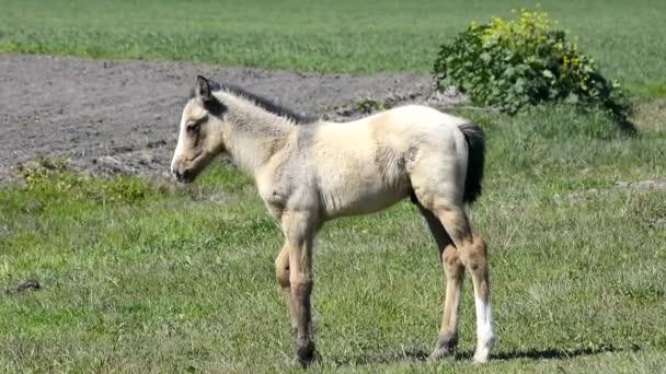 Gratis colt op het platteland — Stockvideo