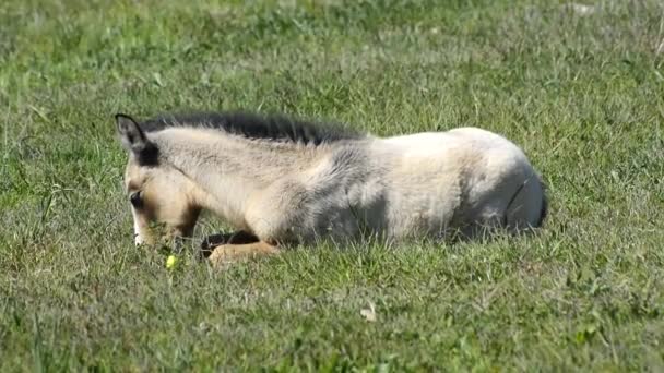 Colt libre acostado en el campo — Vídeos de Stock