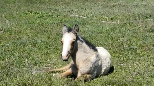 Free colt lying in the countryside — Stock Video