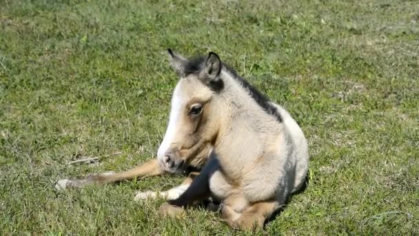 Gratis colt liggande på landsbygden — Stockvideo