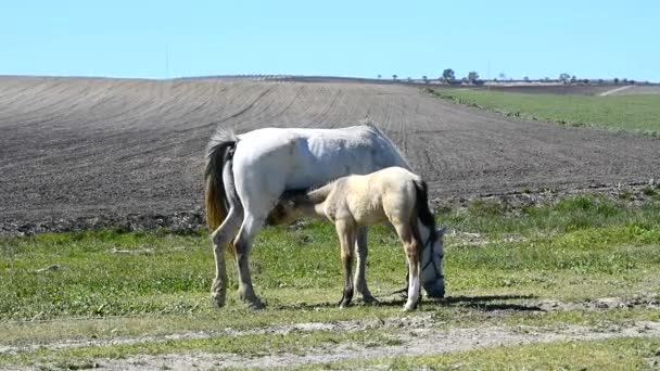 哺乳母亲放牧的小马驹 — 图库视频影像