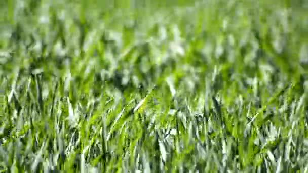Büyüyen yeşil buğday alanı — Stok video