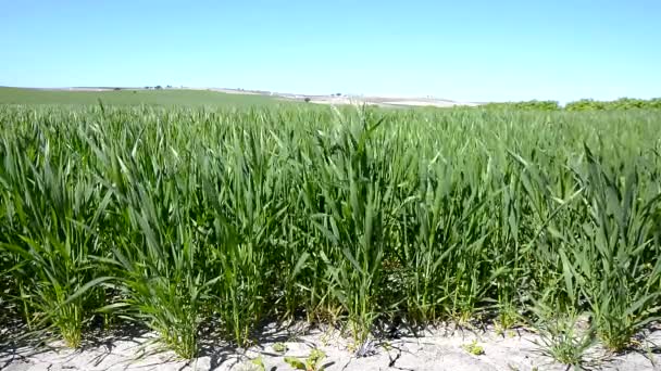 Cultura do campo de trigo verde — Vídeo de Stock