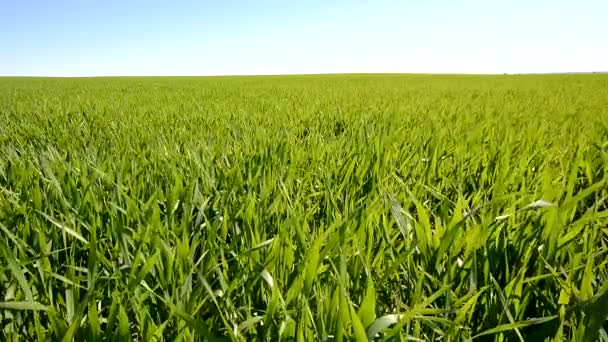 Campo de trigo verde creciendo — Vídeo de stock