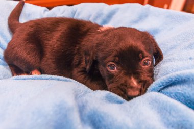 Labrador retriever köpek yavrusu