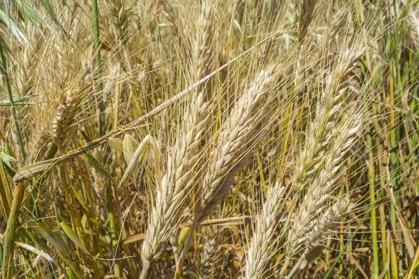 Primer plano de las espigas de trigo maduras — Foto de Stock