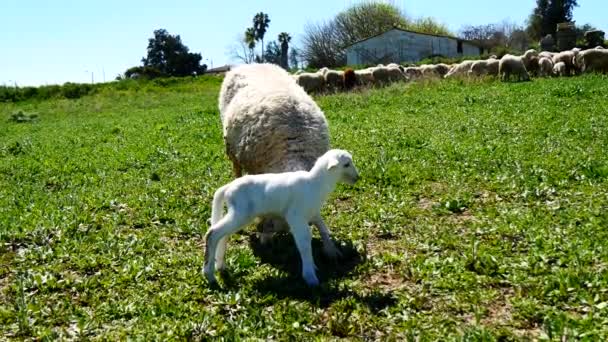 Pasgeboren lam — Stockvideo