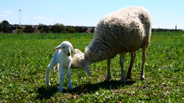 Yeni doğmuş bir kuzu — Stok video