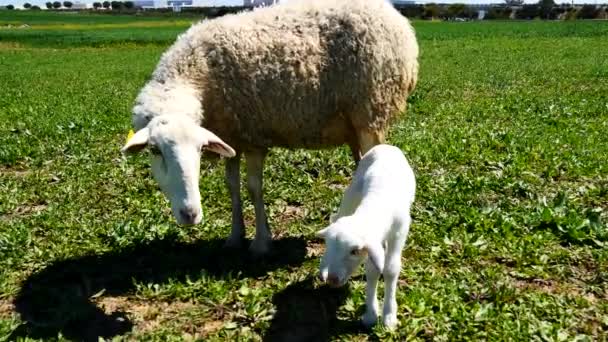 Newborn lamb — Stock Video