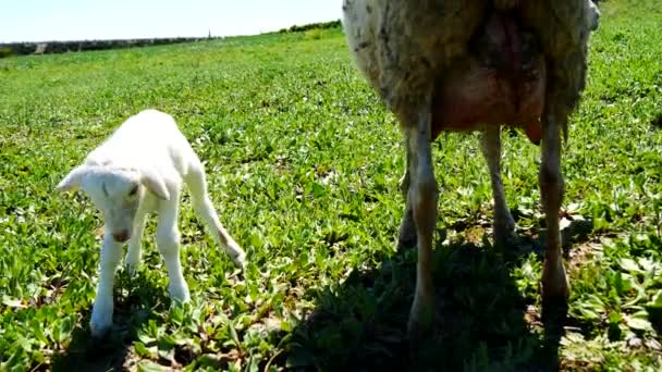 Újszülött bárány — Stock videók