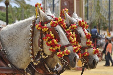 Horses decked in fair, Jerez de la Frontera clipart