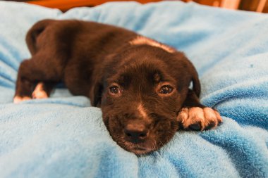 Labrador retriever köpek yavrusu