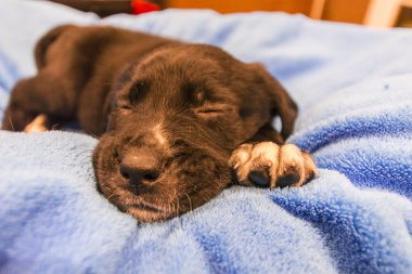 Labrador retriever köpek yavrusu