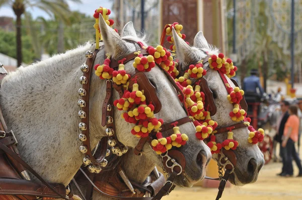 Caballos adornados en feria, Jerez de la Frontera — Foto de Stock