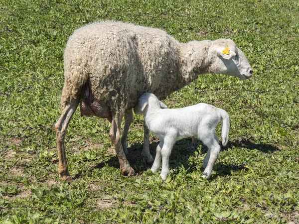 Cordero recién nacido con su madre — Foto de Stock