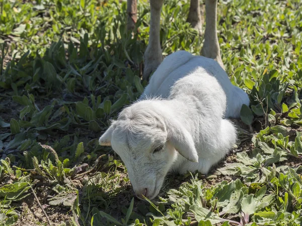 Agneau nouveau-né dans une prairie verte — Photo