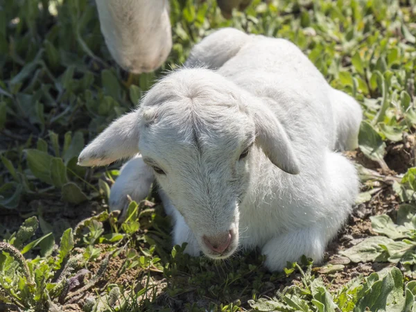 Yeşil bir çayırda yeni doğmuş kuzu