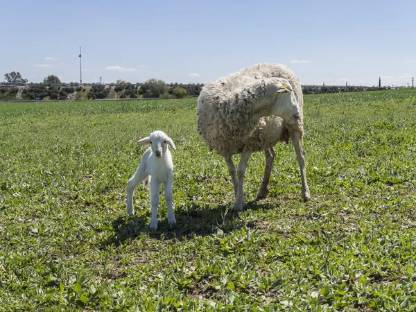 Cordero recién nacido con su madre — Foto de Stock