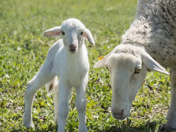 Annesi ile yeni doğan kuzu
