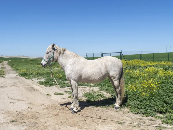 Cheval gris dans le champ — Photo