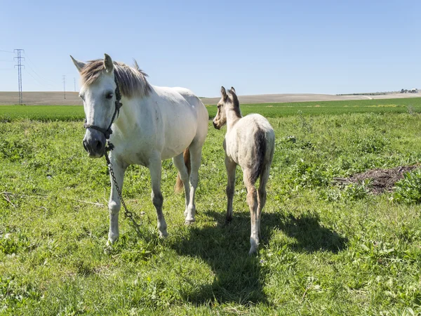 Mare with her foal in the field — Stock Photo, Image