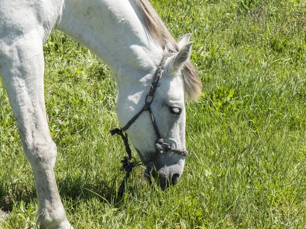 Biały koń w polu w słoneczny dzień — Zdjęcie stockowe