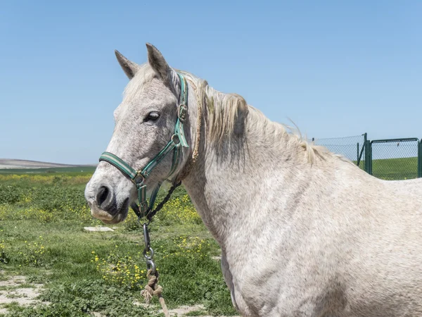 Grijze paard in veld — Stockfoto